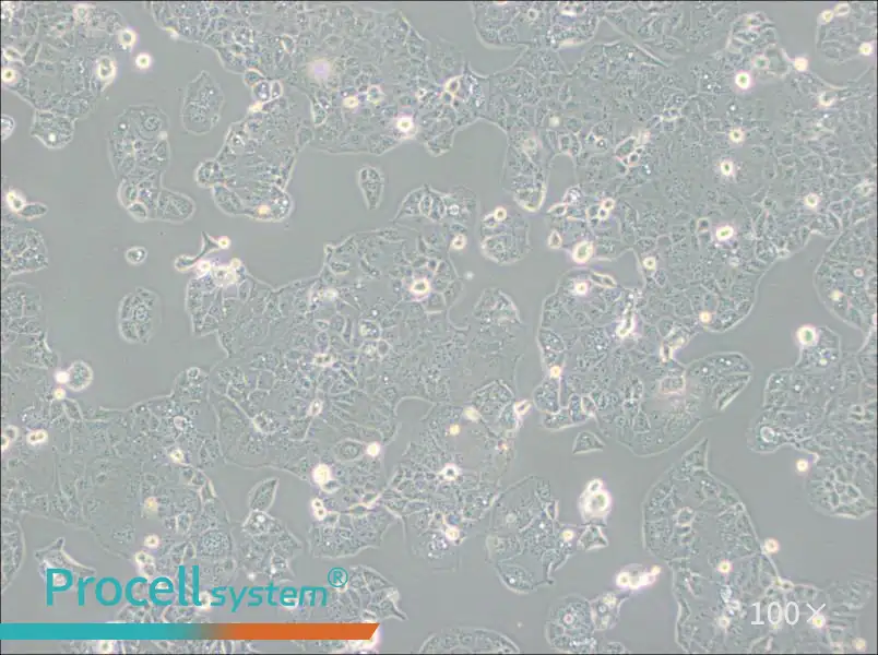 HEC-1-A Cell Complete Medium - 1
