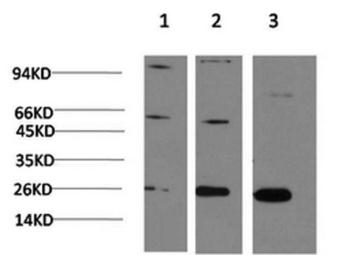 Western Blot analysis of 1) Hela, 2)3T3, 3) PC-12 cells using CBX3 Monoclonal Antibody at dilution of 1:1000.