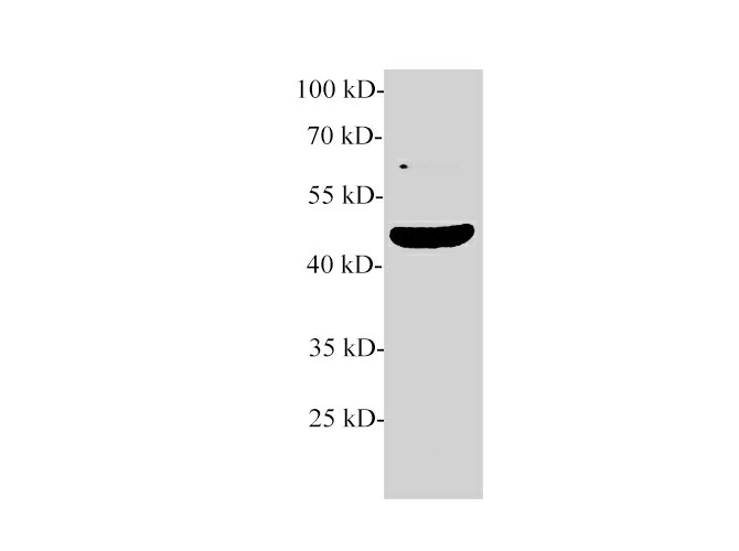 Western blot of MCF-7 cell lysate with anti-TGF beta 2 polyclonal antibody at 1:1000 dilution.