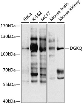 Western blot analysis of extracts of various cell lines using DGKQ Polyclonal Antibody at 1:1000 dilution.