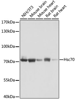 Western blot analysis of extracts of various cell lines using Hsc70 Polyclonal Antibody at dilution of 1:1000.