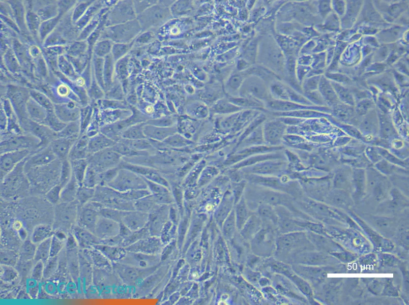 Mouse Prostate Epithelial Cell Complete Medium - 5