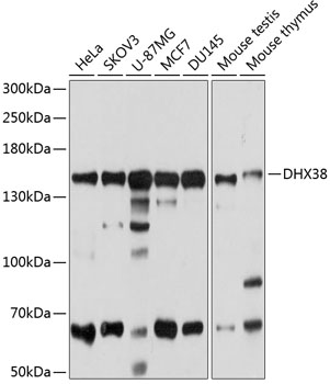 Western blot analysis of extracts of various cell lines using DHX38 Polyclonal Antibody at 1:1000 dilution.