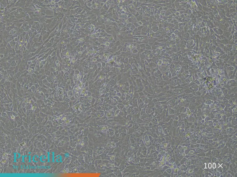 Rat Temporomandibular Joint Chondrocytes Isolation and Culture Kit - small - 2