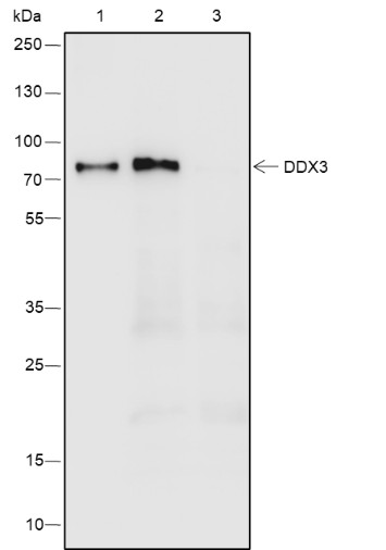 Recombinant DDX3 Monoclonal Antibody - small - 5