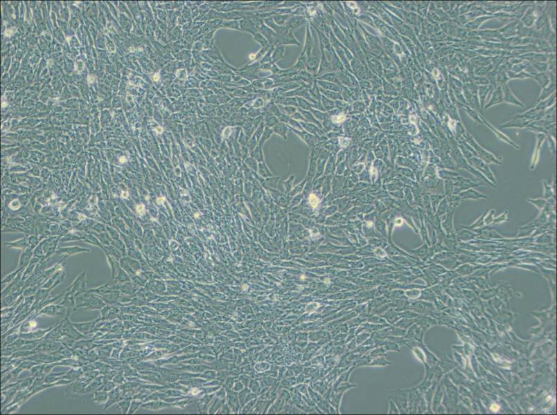 C2C12 Cell Complete Medium - small - 2