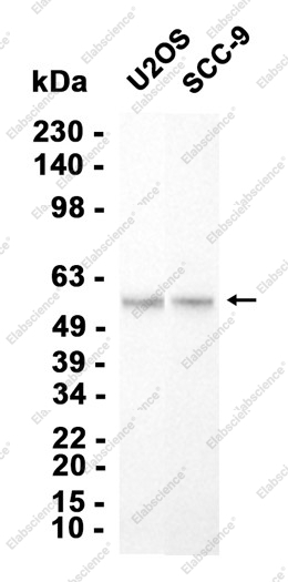 Recombinant Heparanase 1 Monoclonal Antibody - 2
