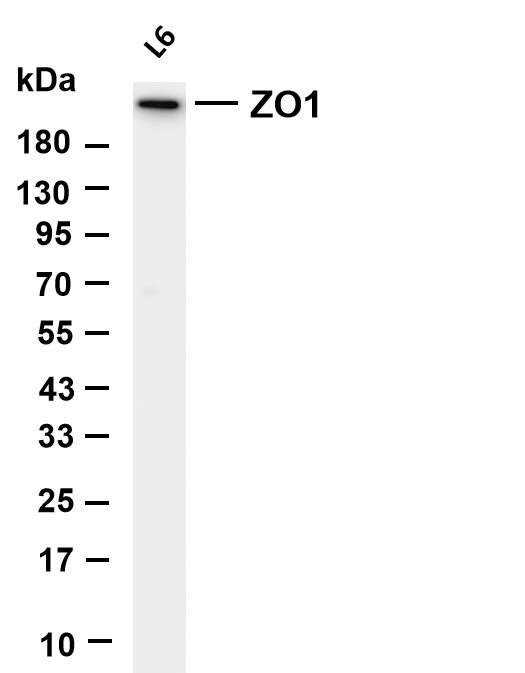 Recombinant ZO1 Monoclonal Antibody - 3