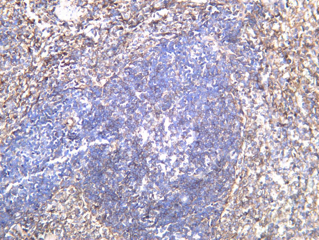 Recombinant IgG Monoclonal Antibody - 2
