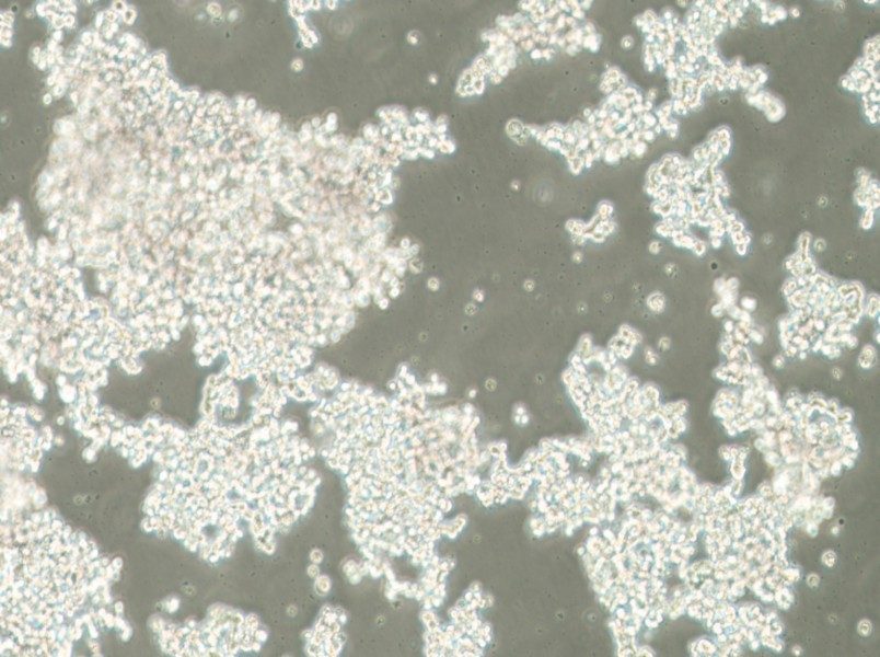 NCI-H82 [H82] Cell Complete Medium - 3