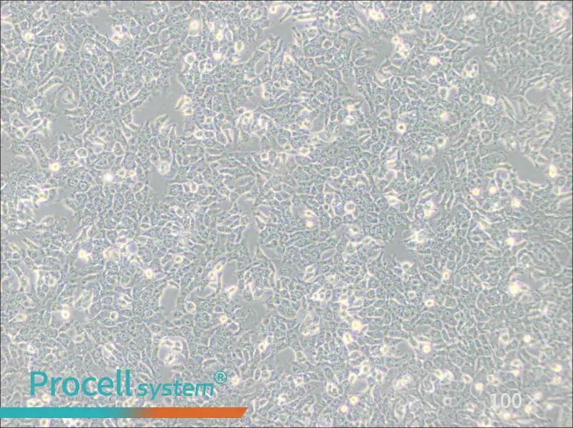 SN12C Cell Complete MediumSN12C Cell Complete Medium - 3
