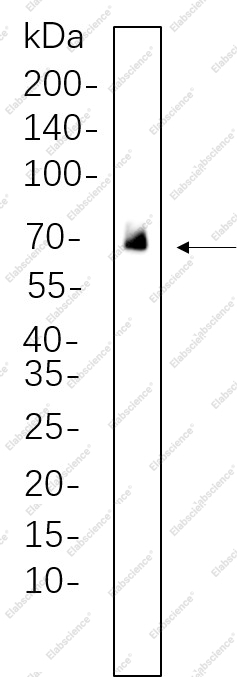 Recombinant PLK1 Monoclonal Antibody - 1