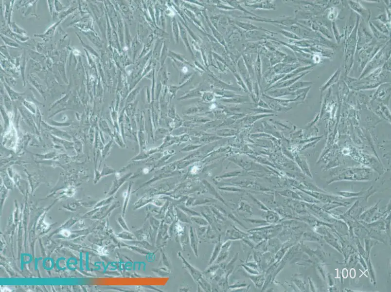 SW1088 Cell Complete MediumSW1088 Cell Complete Medium - 2