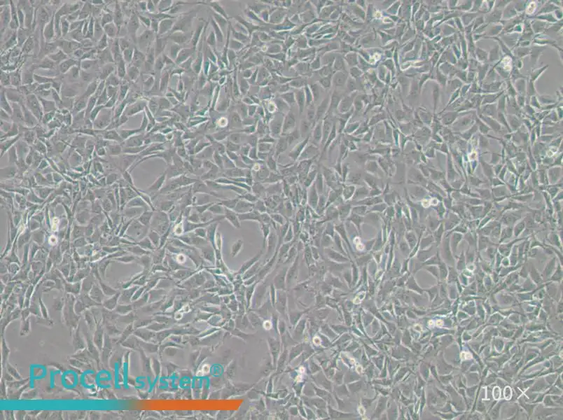 NIH/3T3-GFP Cell Complete Medium - 1