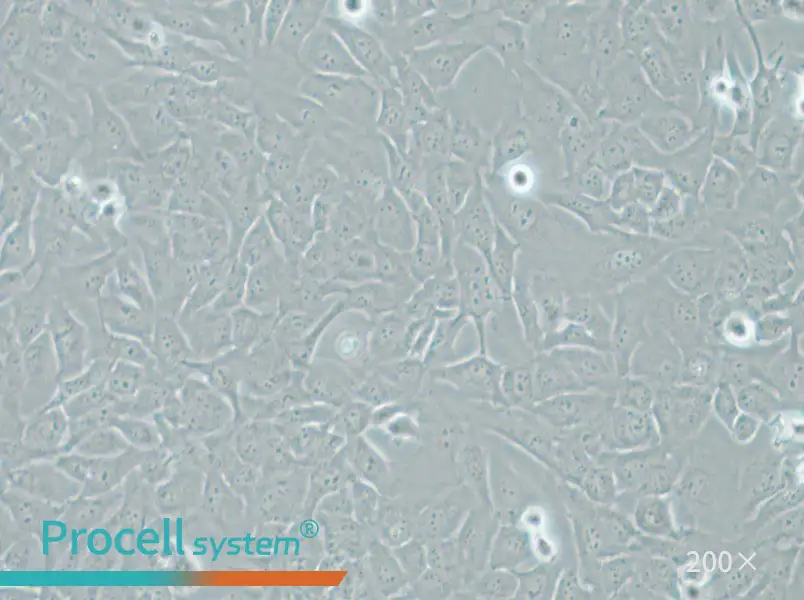 AC16 Cell Complete Medium - small - 6