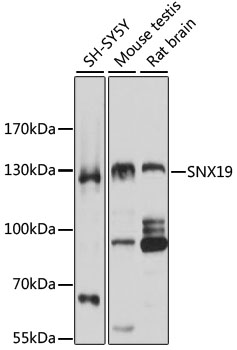 Western blot analysis of extracts of various cell lines using SNX19 Polyclonal Antibody at 1:3000 dilution.