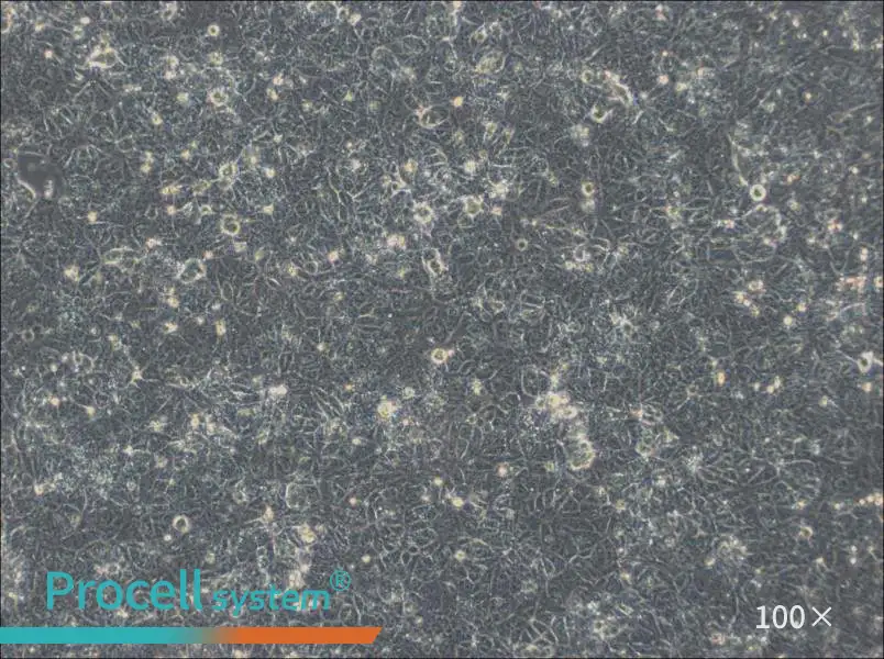 NTERA-2 Cell Complete MediumNTERA-2 Cell Complete Medium - 2