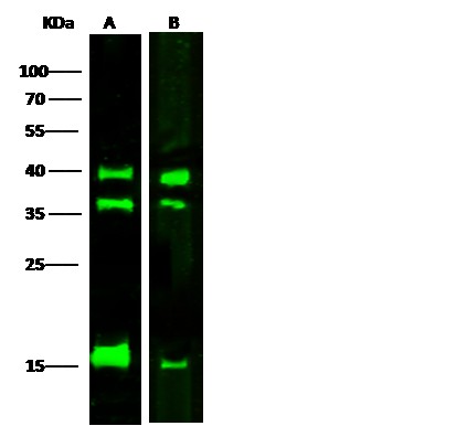 LMAN2/VIP36 Monoclonal Antibody - small - 2