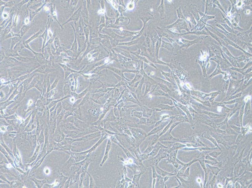 SK-LMS-1 Cell Complete Medium-searchlist-1