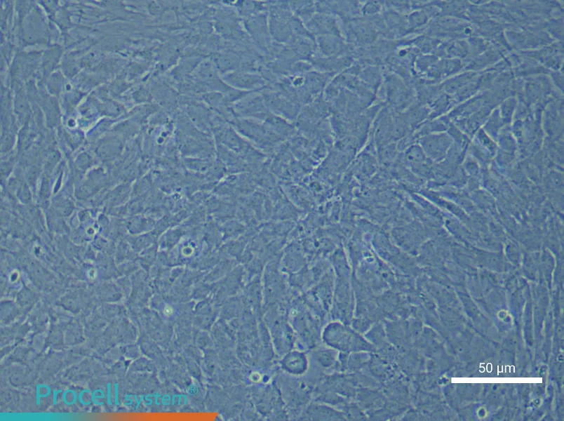 Rat Optic Papilla Astrocyte Complete Medium - 5