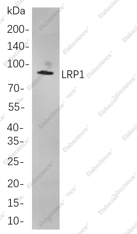 Recombinant LRP1 Monoclonal Antibody - 1