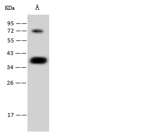 Recombinant CGREF1 Monoclonal Antibody - small - 1