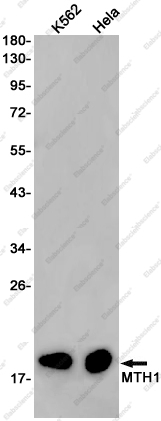 Recombinant MTH1 Monoclonal Antibody - 1