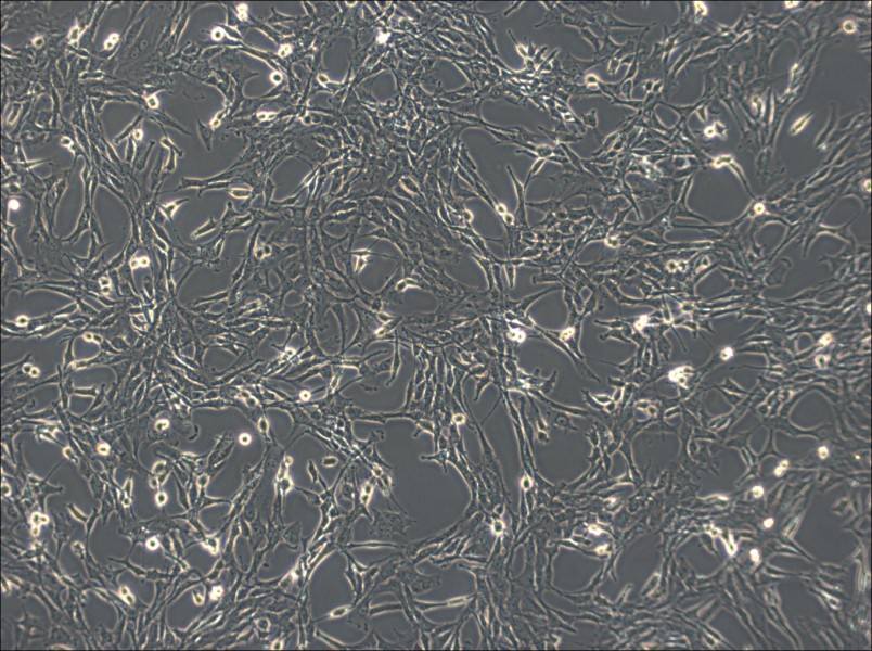 C6 Cell Complete Medium - 2