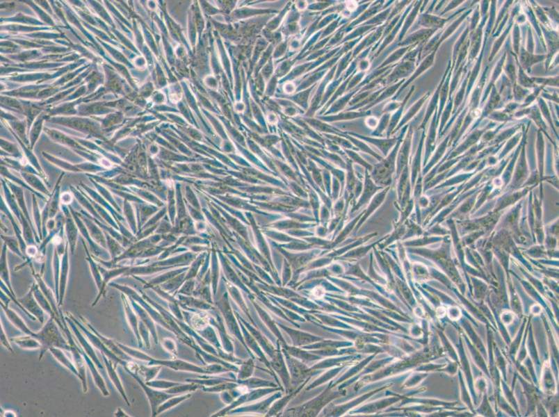 MEL270 Cell Complete Medium - small - 5