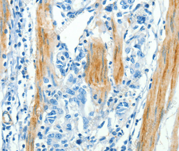 CAV3 Polyclonal Antibody - 2