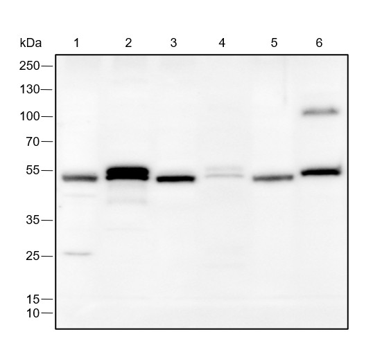 Recombinant FLI1 Monoclonal Antibody-searchlist-1