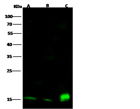 Recombinant CD53 Monoclonal Antibody-searchlist-1