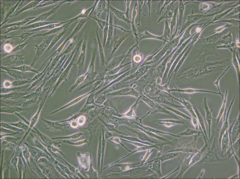 8305C Cell Complete Medium - 5