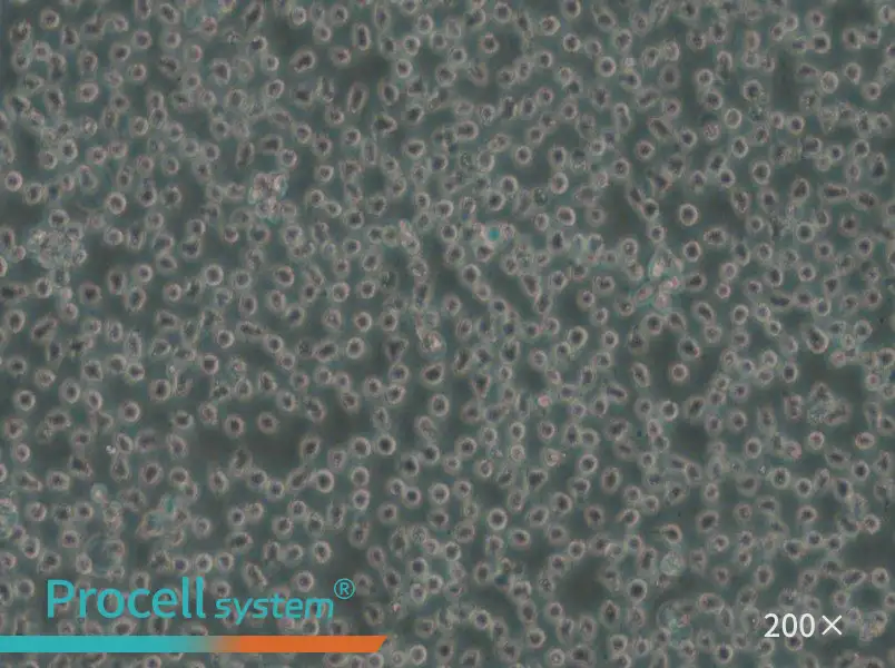 Mino Cell Complete Medium - small - 5