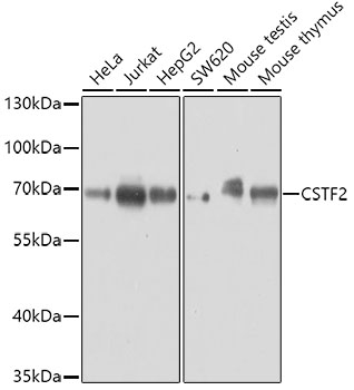 Western blot analysis of extracts of various cell lines using CSTF2 Polyclonal Antibody at dilution of 1:3000.