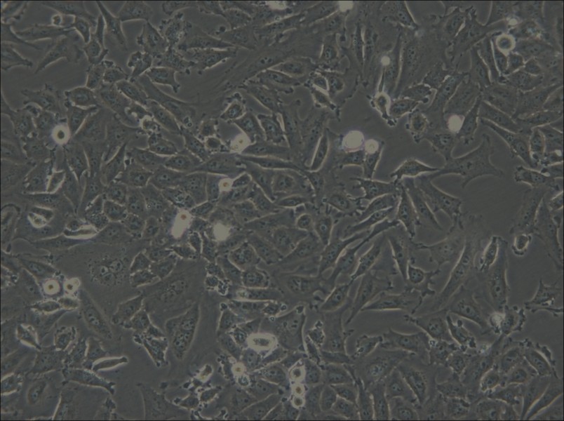 LN-18 Cell Complete Medium - small - 4