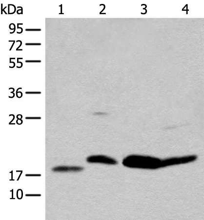 Western Blot analysis of Hela cell using BCL2 Polyclonal Antibody at dilution of 1:650