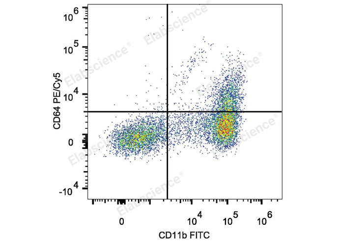 C57BL/6 murine bone marrow cells are stained with PE/Cyanine5 Anti-Mouse CD64 Antibody and FITC Anti-Mouse CD11b Antibody.