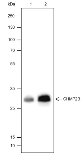 Recombinant CHMP2B Monoclonal Antibody-searchlist-1