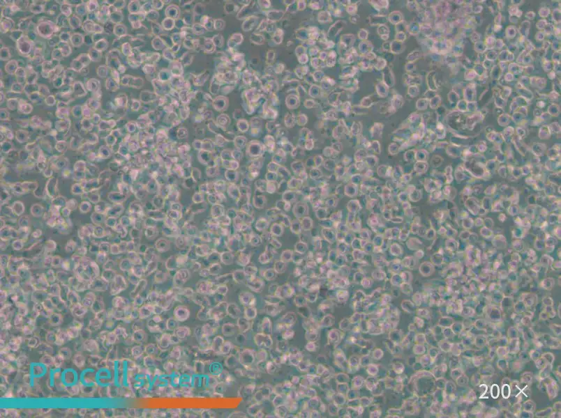 GM23688 Cell Complete Medium - 4