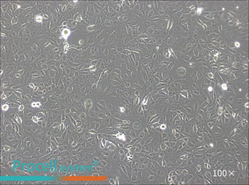 Marcus Cell Complete MediumMarcus Cell Complete Medium - 2