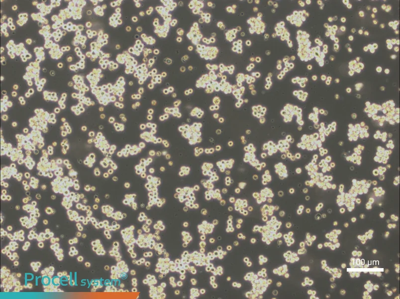 Akata Cell Complete Medium - 3