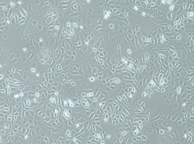 HCC1143 Cell Complete Medium - 3