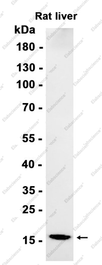 Recombinant Microsomal Glutathione S-transferase 1 Monoclonal Antibody - 2