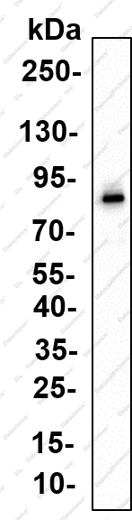 Recombinant Rec8 Monoclonal Antibody - 2