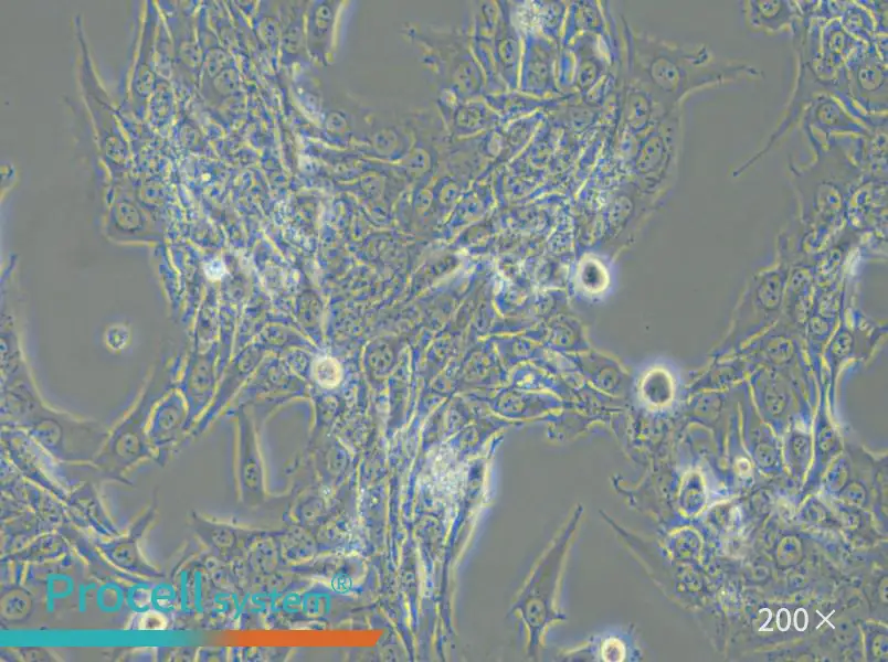 Bewo Cell Complete Medium - small - 6