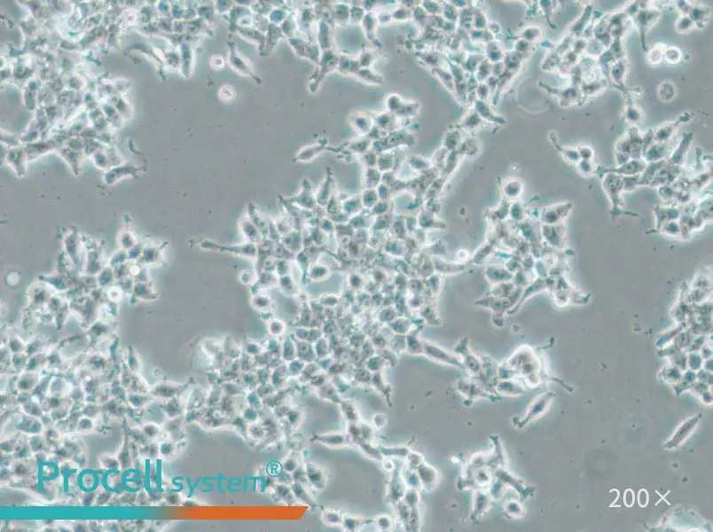 DMS 53 Cell Complete Medium - 6