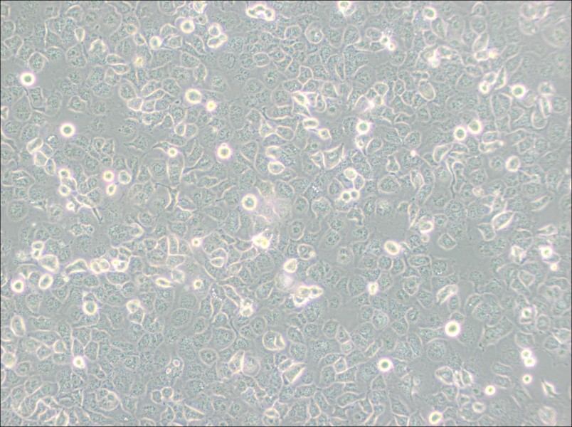 NCI-H661 Cell Complete Medium - 3
