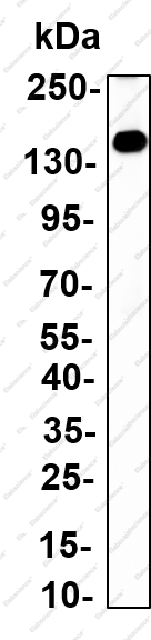 Recombinant DHX9 Monoclonal Antibody - 3