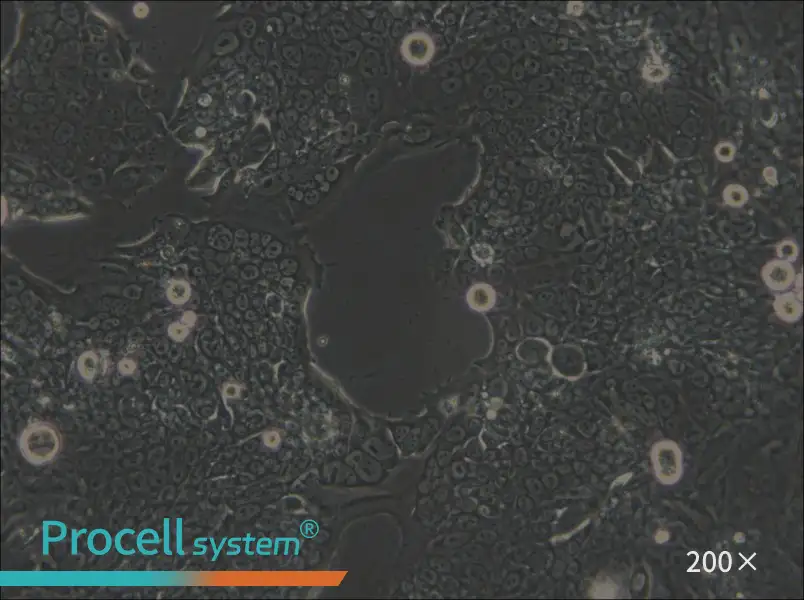 SW1417 Cell Complete Medium - small - 6